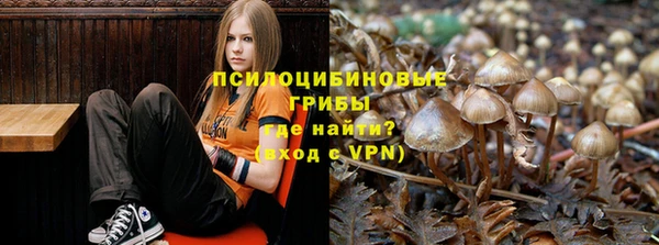 PSILOCYBIN Новокубанск