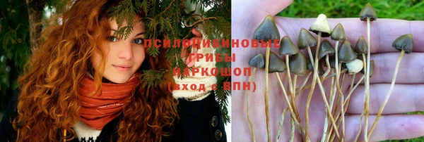 PSILOCYBIN Новокубанск